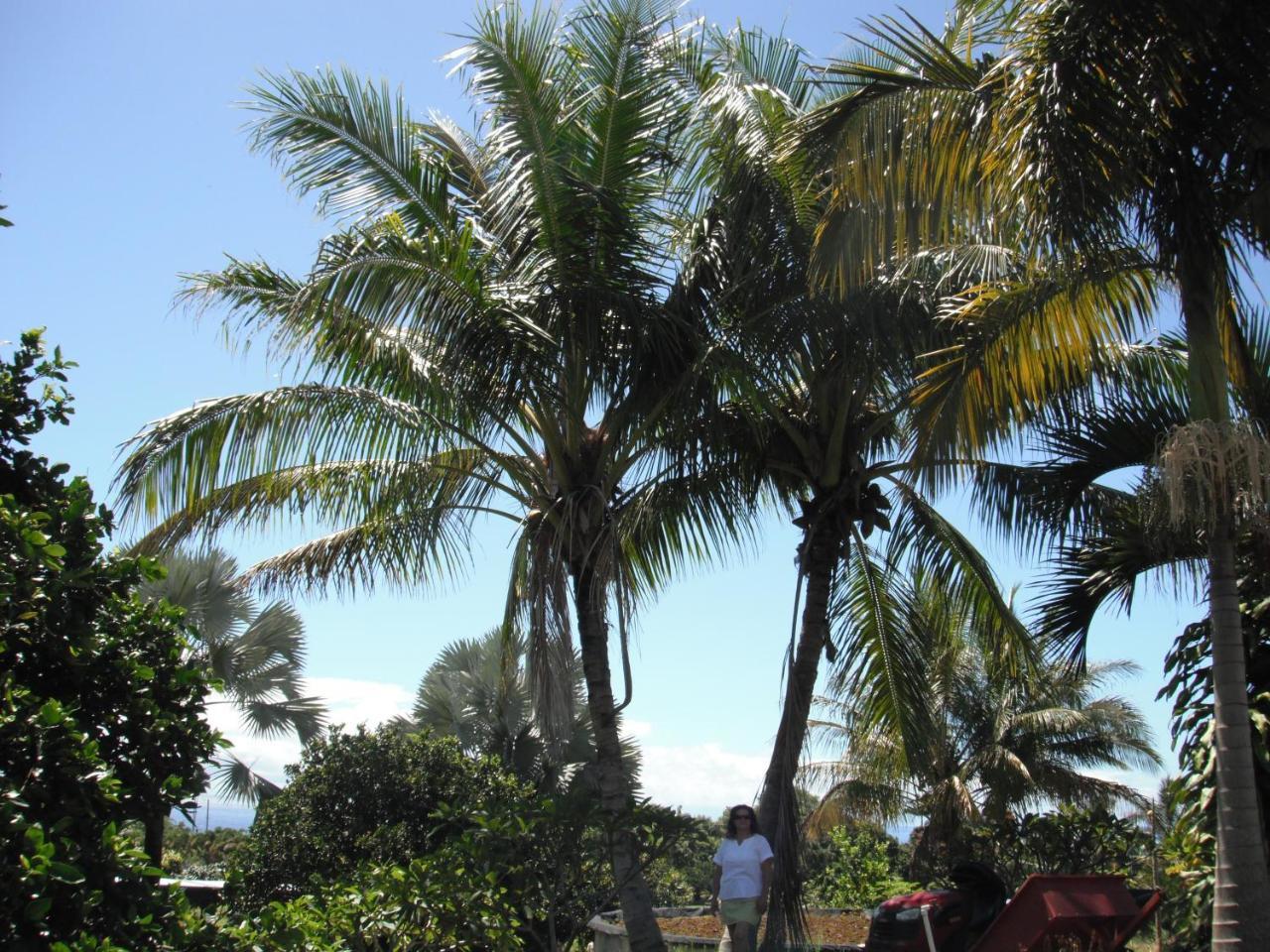 Island Goode'S - Luxury Adult Only Accommodation Near Hilo Papaikou Exterior photo